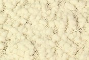 Newborn Popcorn Blanket Cream CRPB