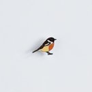 Ženkliukas EUROPEAN STONECHAT/ Juodagalvė kiauliukė