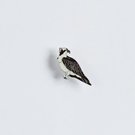 Ženkliukas OSPREY / Žuvininkas