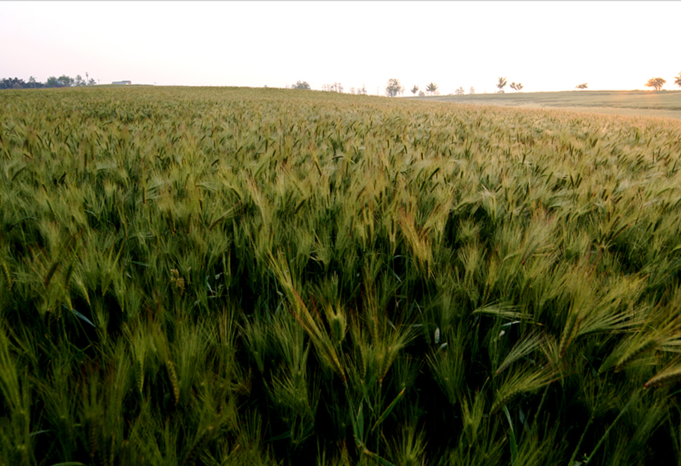 Samyang 16mm F2.0 ED AS UMC CS