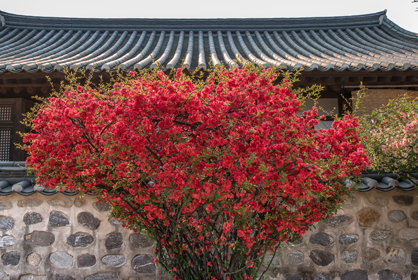 Samyang 16mm F2.0 ED AS UMC CS