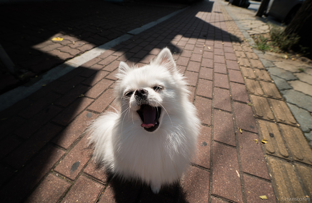 Samyang AF 14mm F2.8