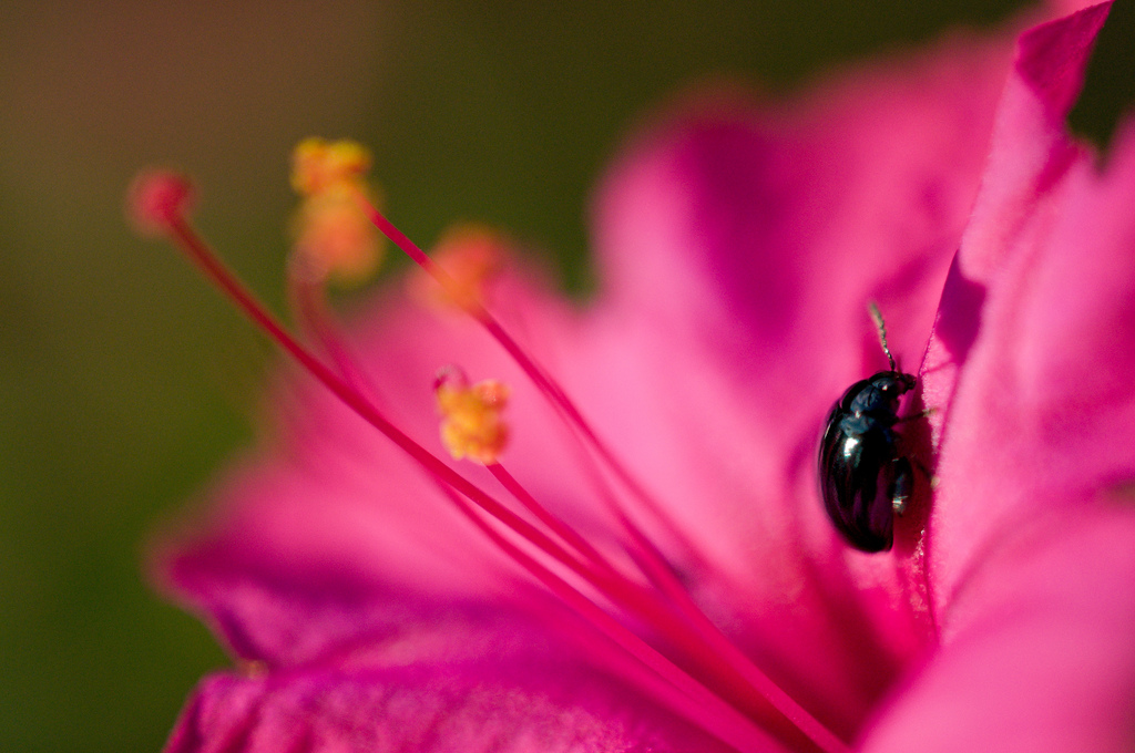 Af s dx. Af-s DX Micro Nikkor 40mm f/2.8g. Nikon 40mm f/2.8g af-s DX Micro Nikkor. Nikon 40 2.8 macro. Nikon 40mm f/2.8g af-s DX Micro Nikkor предметы.