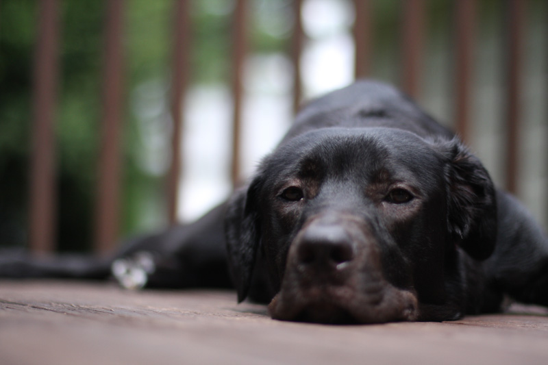 canon 50mm F1.4