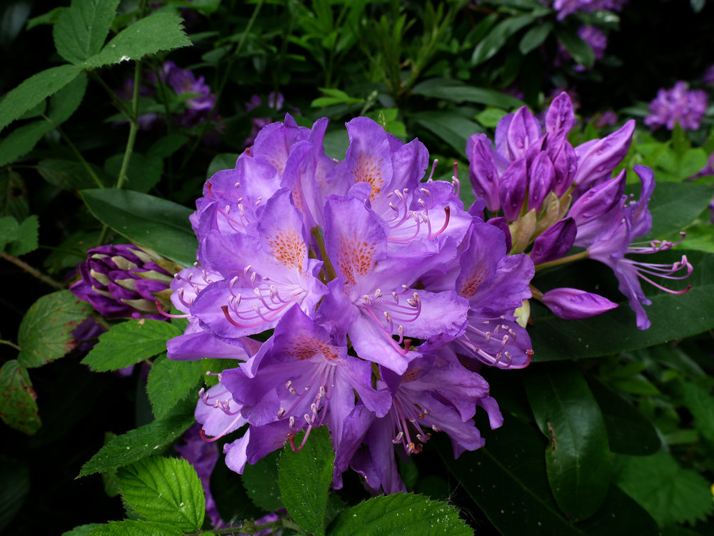 Panasonic Lumix G Leica DG Summilux 12mm F1.4 ASPH