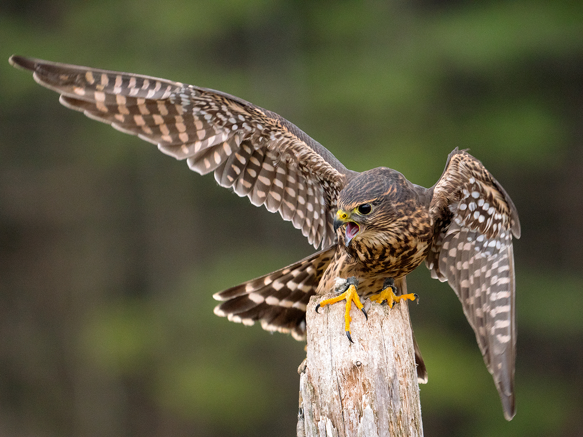 Panasonic Leica DG Vario-Elmar 100-400mm F4.0-6.3 ASPH Power OIS