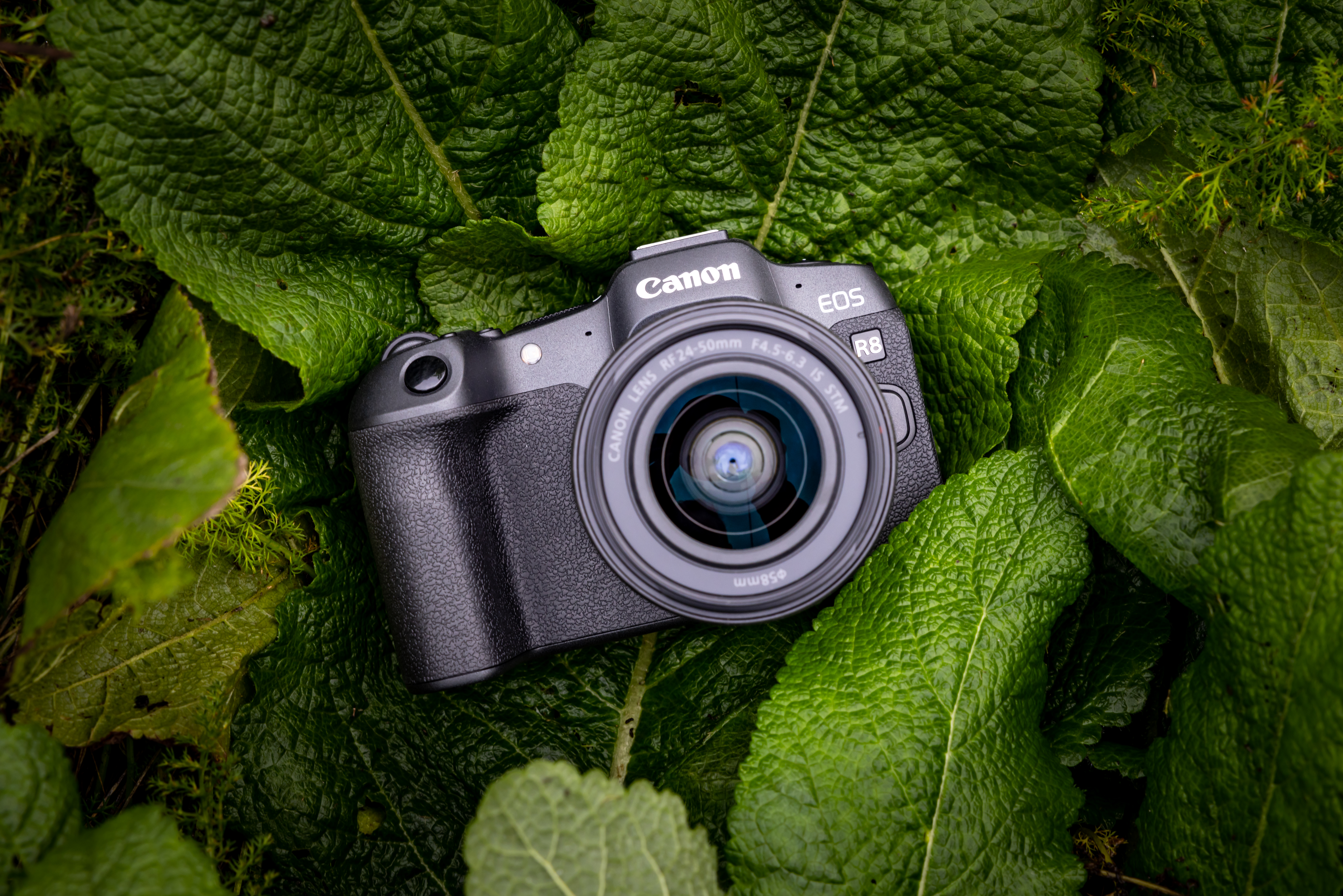 canon r8+ 150-24