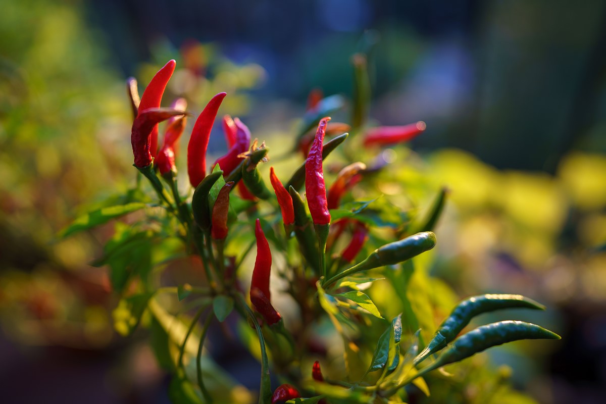 sony fe 24 f1.4